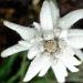 L'edelweiss est une petite fleur de montagne (attention, la cueillette est protégée)