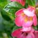 Un arbuste fleuri: l' escallonia