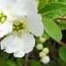 Un arbuste fleuri : l' exochorda
