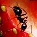 Fourmis n�cessaires mais fourmis ind�sirables : que faire ?