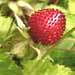 Le fraisier des Indes est une plante couvre-sol toxique