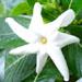 Une plante d'intÃ©rieur: le gardenia ou tiarÃ©.