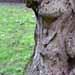 L'arbre ginkgo biloba ou arbre aux 40 écus.
