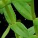 La gratiole est une plante médicinale et aquatique