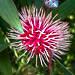 L'hakea est un arbuste australien Ã  fleurs rouges