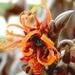 Une fleur d'hiver: l'hamamélis