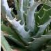 Une plante succulente: l' hechtia