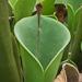 Une plante carnivore de tourbiÃ¨re: l'heliamphora