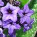 L'hÃ©liotrope: des fleurs mauves au parfum envoÃ»tant