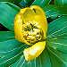 L'helléborine est une petite plante vivace de sous-bois à fleur jaune