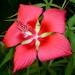 Un hibiscus Ã  fleurs rouges de forme Ã©toilÃ©e: l'hibiscus coccineus