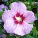 Un arbuste Ã  fleurs: l'hibiscus des jardins ou althÃ©a