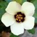 Un bel hibiscus annuel: l'hibiscus trionum