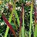Fiche de l' imperata cylindrica, herbe à  paillote