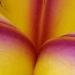 Les iris: bulbes Ã  fleurs spectaculaires