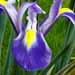 Un bulbe fleuri: l' iris de Hollande.