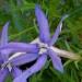 L'isotoma est une plante annuelle Ã  fleurs bleues