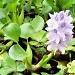 Une plante de bassin aux belle hampes florales qui se multiplie facilement: la jacinthe d'eau