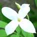 Une plante grimpante: le jasmin officinal, jasmin blanc, jasmin parfumÃ©.