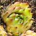 Une plante grasse rustique: la joubarbe