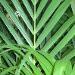 Kentia: un palmier au feuillage dÃ©coratif