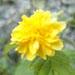 Un arbuste fleuri: le kerria japonica