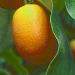 Un agrume Ã  peau comestible: le kumquat