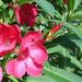 Un arbuste de haie: le laurier rose (attention très toxique)