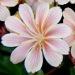 Une vivace  : le lewisia cotyledon, culture et multiplication