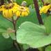 Une plante semi-aquatique: la ligularia ou ligulaire