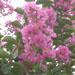 Un arbre à fleurs : le lilas des indes ou lagerstroemia