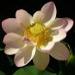 Le Lotus, une plante mythique qui inspire depuis des millÃ©naires, grÃ¢ce, Ã©lÃ©gance, spiritualitÃ©, culture, entretien, informations ...