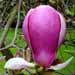 Un arbre fleuri: le magnolia soulangiana