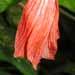 Un arbuste à fleurs: le malvaviscus