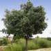 Un grand arbre: le micocoulier