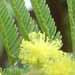 Un arbre à fleurs: le mimosa