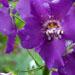 Une vivace fleurie: le verbascum ou molÃ¨ne de PhÃ©nicie
