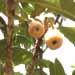 Un arbre fruitier dÃ©coratif: le nÃ©flier du Japon
