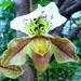 culture et entretien de l'orchidée