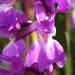 Une orchidée sauvage: l'orchis