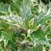 Un arbuste décoratif: l'osmanthus