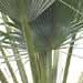 Un palmier d'ornement, le palmier bleu du Mexique
