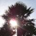 Un palmier rustique, le palmier de Chine ou trachycarpus fortunei