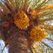 Un palmier fruitier, le palmier dattier