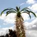 Le Palmier de Madagascar (Pachypodium): cactus Ã  Ã©pines et feuilles