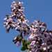 Un arbre fleuri: le paulownia
