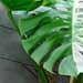 Une plante grimpante d'intÃ©rieur: le philodendron