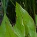 Une plante aquatique: le plantain d'eau