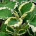 Une plante couvre-sol: le plectranthus