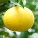 Le pomelo est un gros fruit à chair jaune ou rose (famille des agrumes)